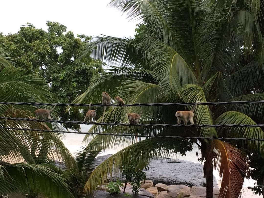 Kampong Pasir Sanang Burong Simukut Place المظهر الخارجي الصورة