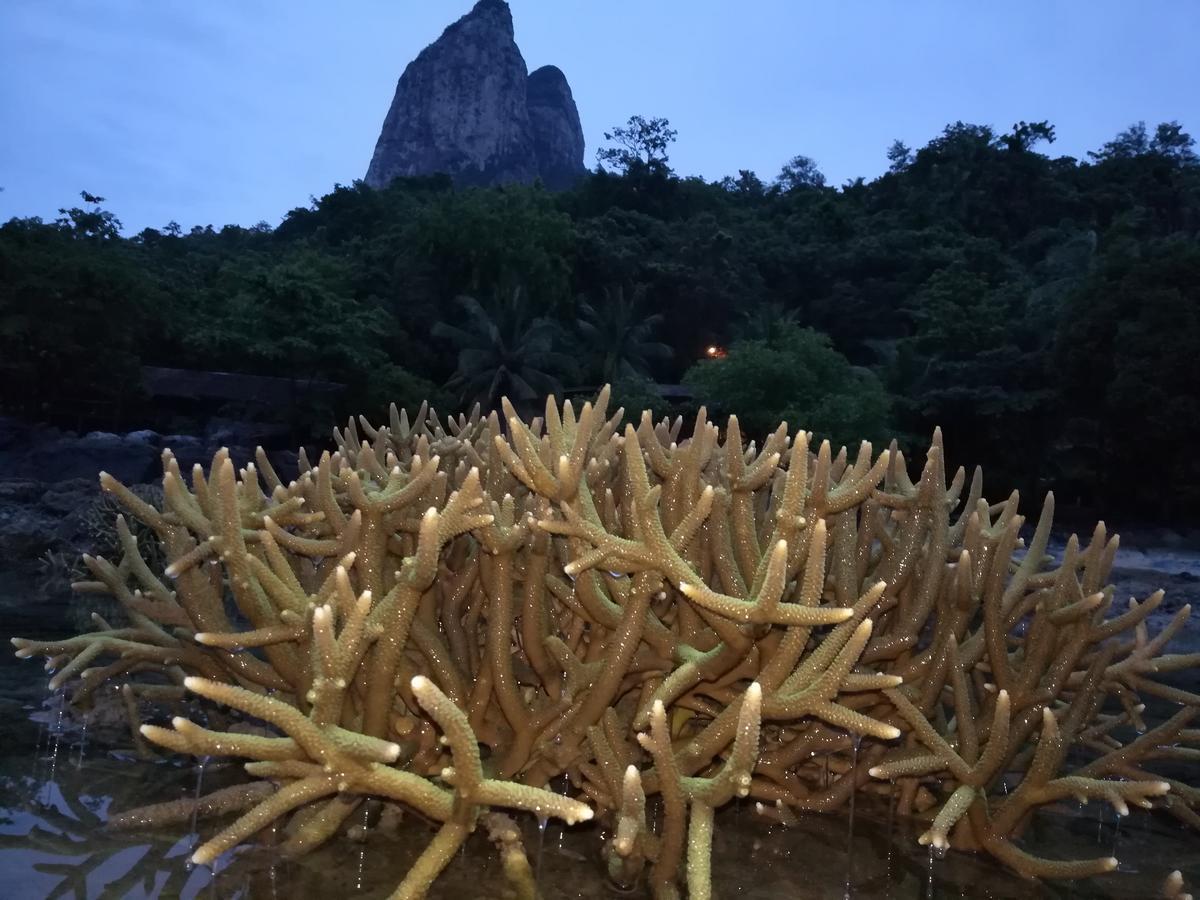Kampong Pasir Sanang Burong Simukut Place المظهر الخارجي الصورة
