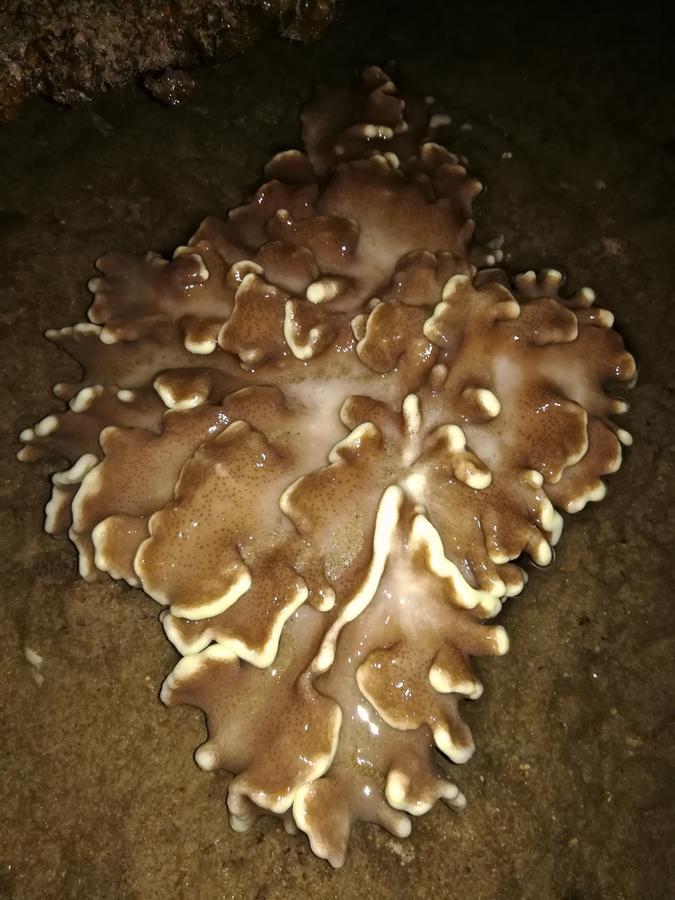 Kampong Pasir Sanang Burong Simukut Place المظهر الخارجي الصورة