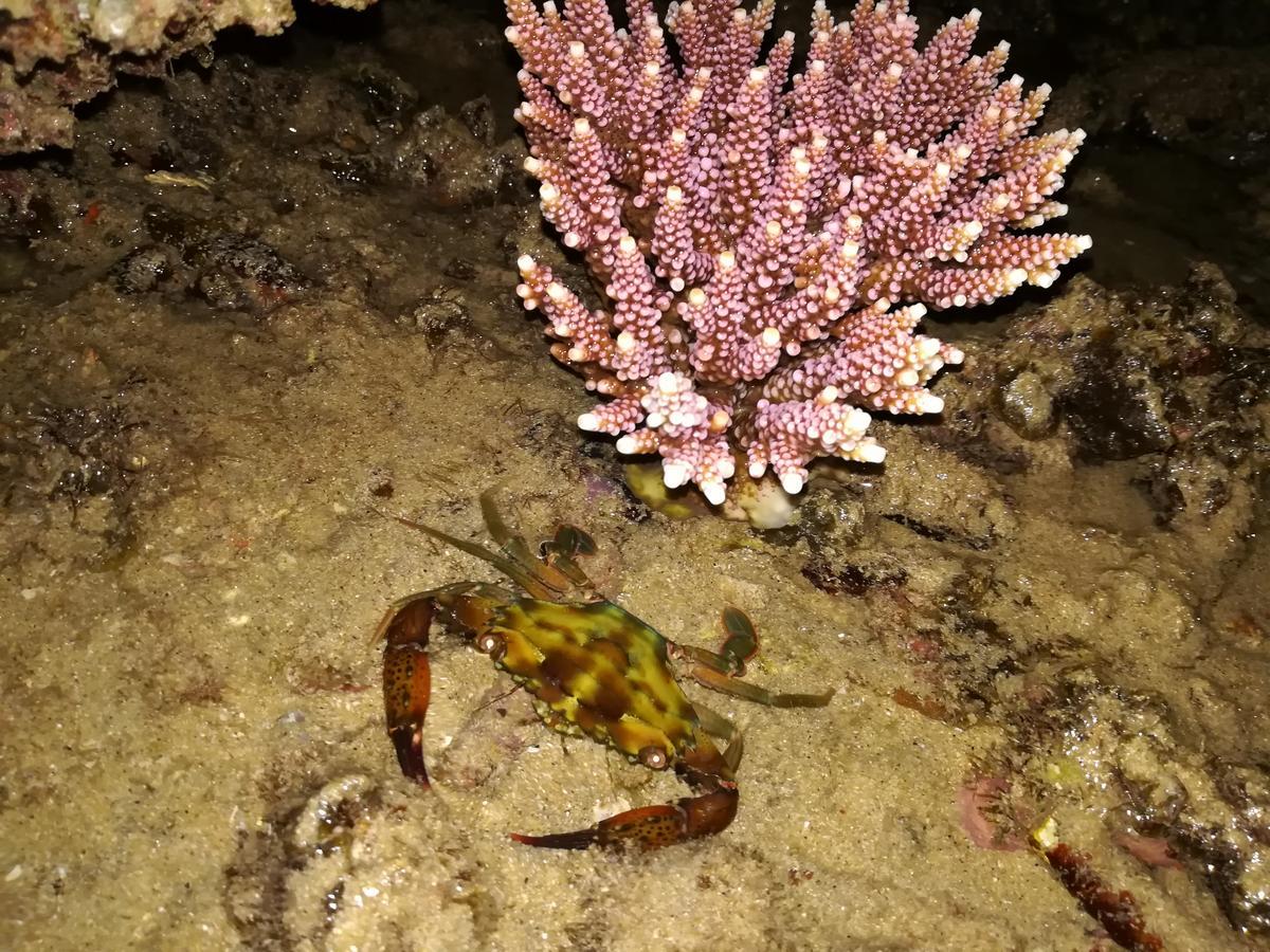 Kampong Pasir Sanang Burong Simukut Place المظهر الخارجي الصورة